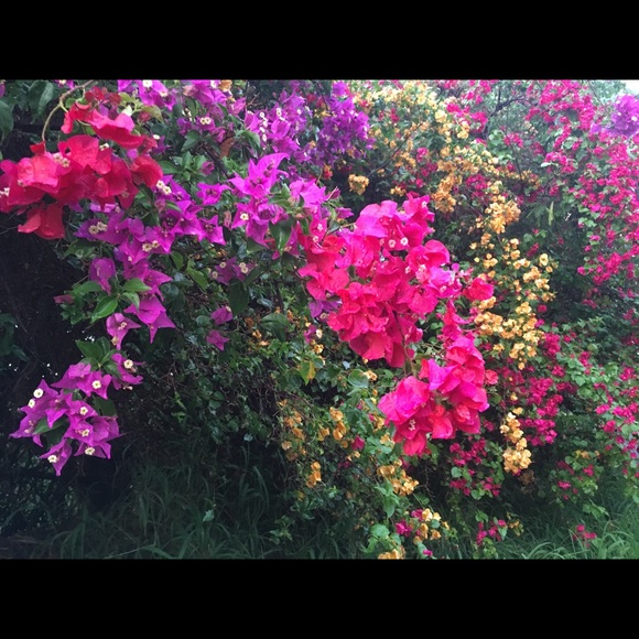 Meet your Posher, Patricia - Picture 5 of 6